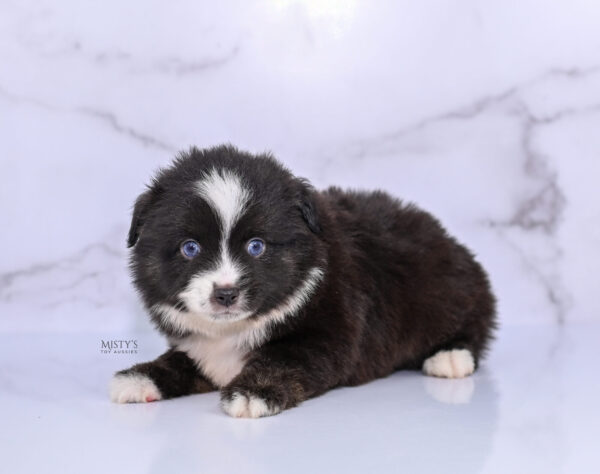 Mini / Toy Australian Shepherd Puppy Lijah