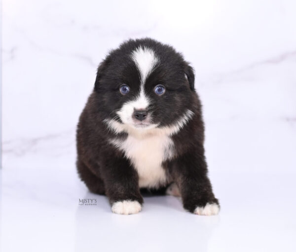 Mini / Toy Australian Shepherd Puppy Lijah