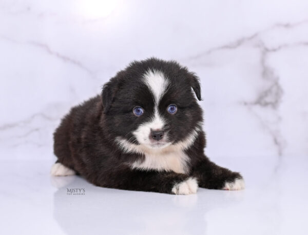 Mini / Toy Australian Shepherd Puppy Lijah