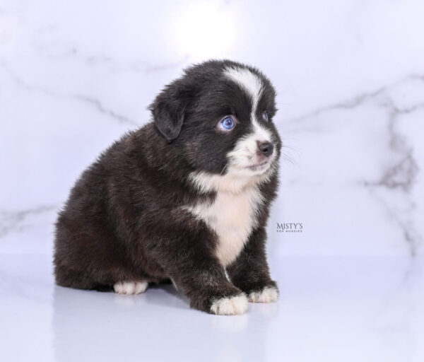 Mini / Toy Australian Shepherd Puppy Lijah
