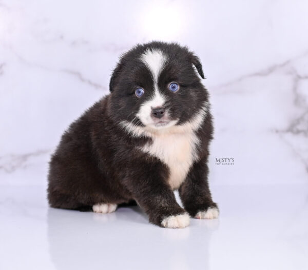 Mini / Toy Australian Shepherd Puppy Lijah