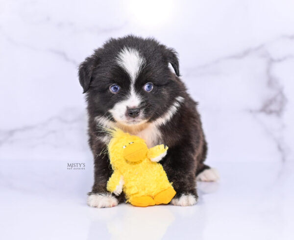 Mini / Toy Australian Shepherd Puppy Lijah