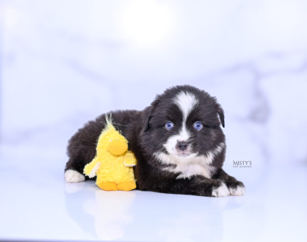 Mini / Toy Australian Shepherd Puppy Lijah