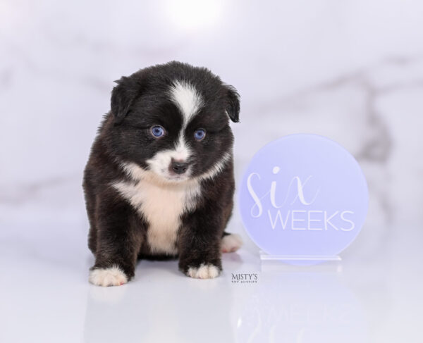 Mini / Toy Australian Shepherd Puppy Lijah