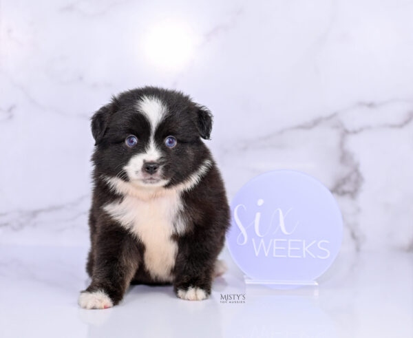 Mini / Toy Australian Shepherd Puppy Lijah