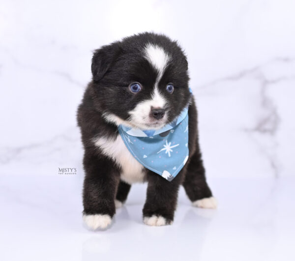 Mini / Toy Australian Shepherd Puppy Lijah