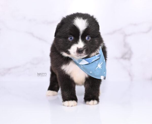 Mini / Toy Australian Shepherd Puppy Lijah