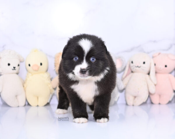 Mini / Toy Australian Shepherd Puppy Lijah