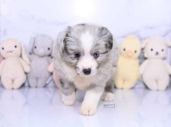 Mini / Toy Australian Shepherd Puppy Lilou