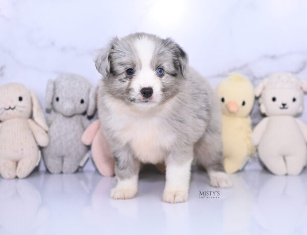 Mini / Toy Australian Shepherd Puppy Lilou