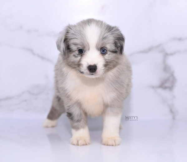 Mini / Toy Australian Shepherd Puppy Lilou
