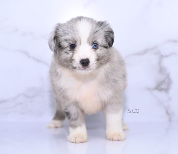Mini / Toy Australian Shepherd Puppy Lilou
