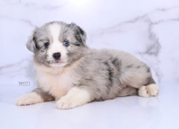 Mini / Toy Australian Shepherd Puppy Lilou