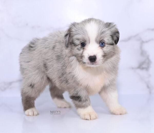 Mini / Toy Australian Shepherd Puppy Lilou