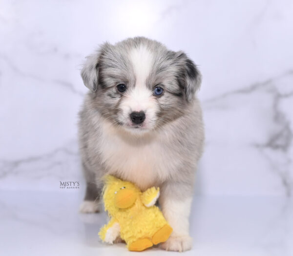 Mini / Toy Australian Shepherd Puppy Lilou