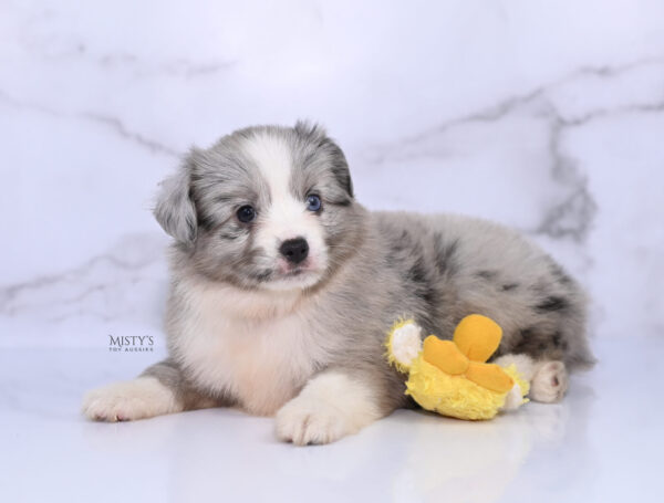 Mini / Toy Australian Shepherd Puppy Lilou