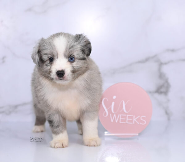 Mini / Toy Australian Shepherd Puppy Lilou