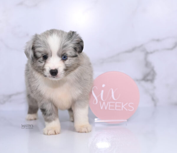 Mini / Toy Australian Shepherd Puppy Lilou