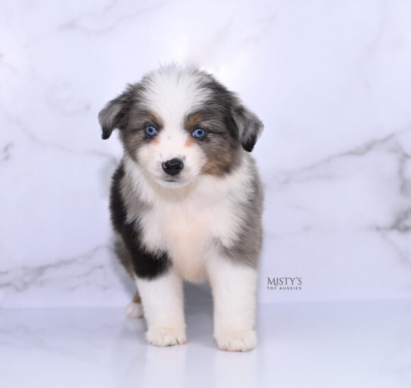 Mini / Toy Australian Shepherd Puppy Stellie