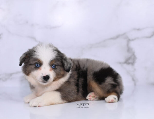 Mini / Toy Australian Shepherd Puppy Stellie