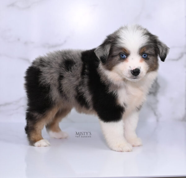 Mini / Toy Australian Shepherd Puppy Stellie