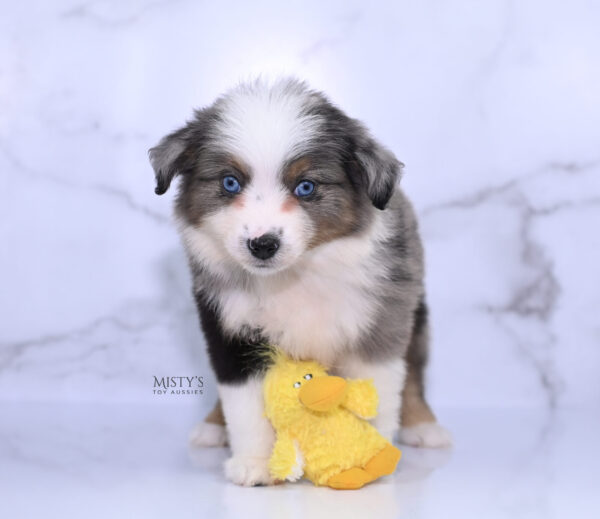 Mini / Toy Australian Shepherd Puppy Stellie