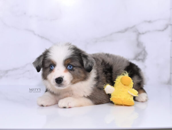 Mini / Toy Australian Shepherd Puppy Stellie