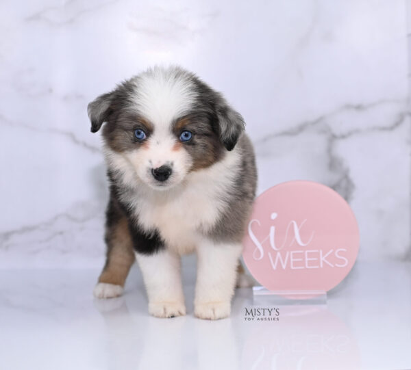Mini / Toy Australian Shepherd Puppy Stellie