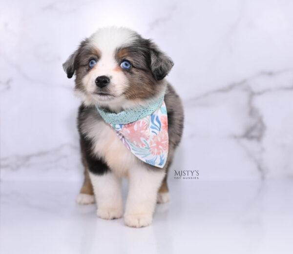 Mini / Toy Australian Shepherd Puppy Stellie