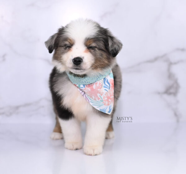 Mini / Toy Australian Shepherd Puppy Stellie