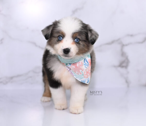 Mini / Toy Australian Shepherd Puppy Stellie