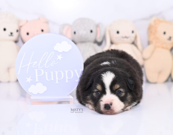 Mini / Toy Australian Shepherd Puppy LaRue