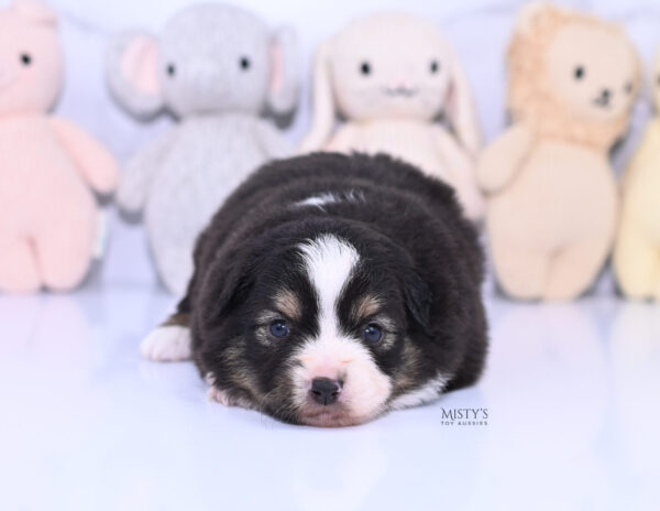 Mini / Toy Australian Shepherd Puppy LaRue