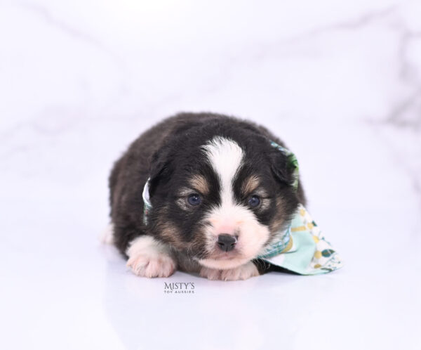 Mini / Toy Australian Shepherd Puppy LaRue
