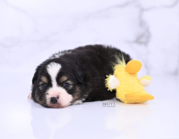 Mini / Toy Australian Shepherd Puppy LaRue