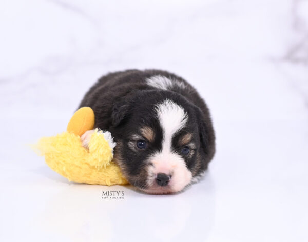 Mini / Toy Australian Shepherd Puppy LaRue