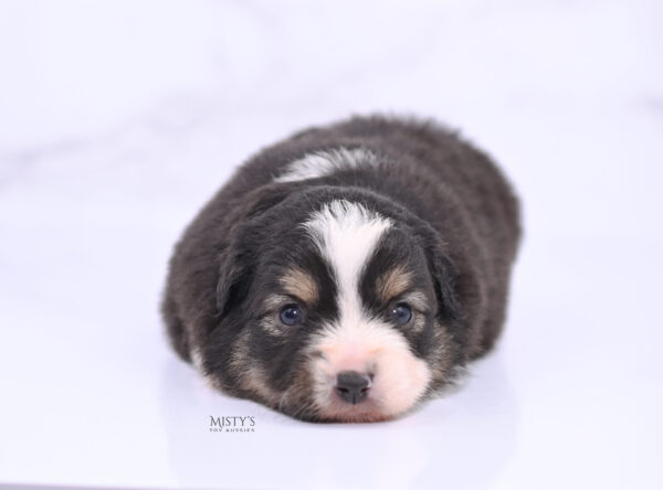 Mini / Toy Australian Shepherd Puppy LaRue