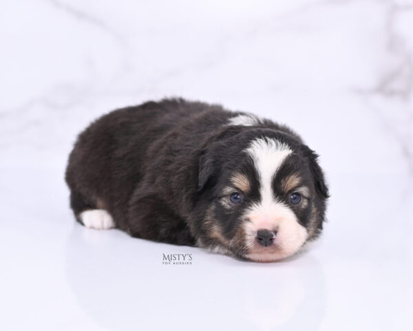 Mini / Toy Australian Shepherd Puppy LaRue