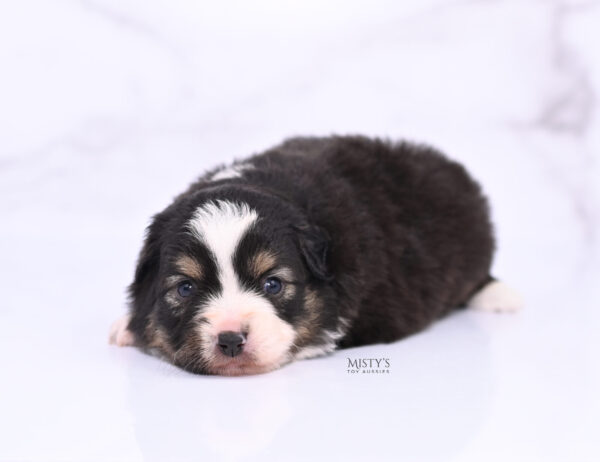 Mini / Toy Australian Shepherd Puppy LaRue