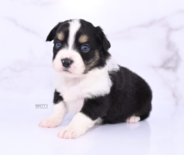 Mini / Toy Australian Shepherd Puppy Lumi