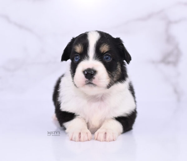 Mini / Toy Australian Shepherd Puppy Lumi