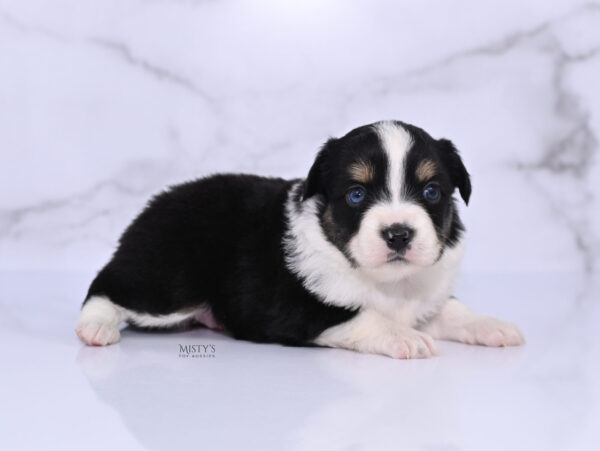 Mini / Toy Australian Shepherd Puppy Lumi