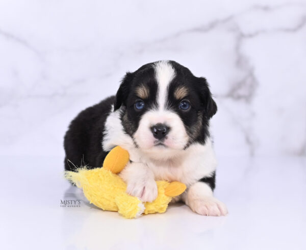 Mini / Toy Australian Shepherd Puppy Lumi