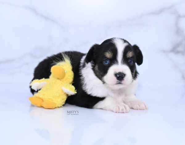 Mini / Toy Australian Shepherd Puppy Lumi