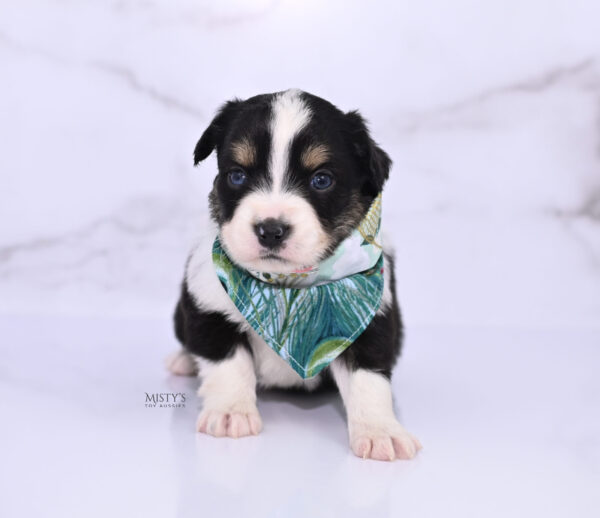 Mini / Toy Australian Shepherd Puppy Lumi