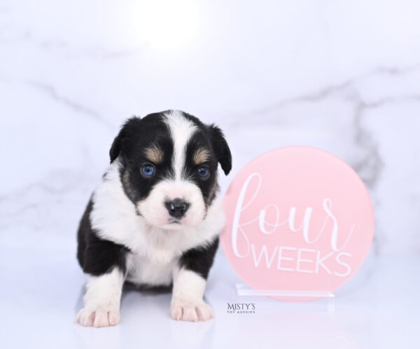 Mini / Toy Australian Shepherd Puppy Lumi