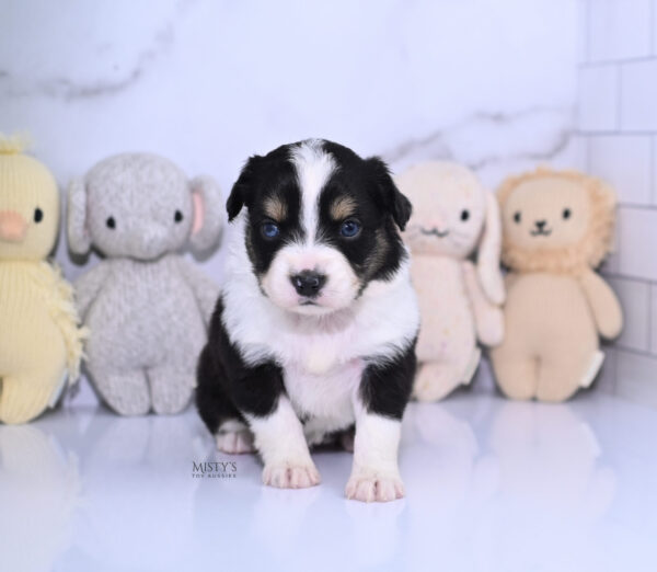 Mini / Toy Australian Shepherd Puppy Lumi