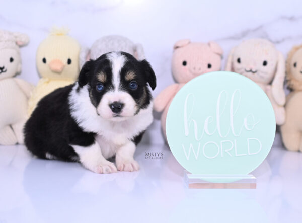 Mini / Toy Australian Shepherd Puppy Lumi