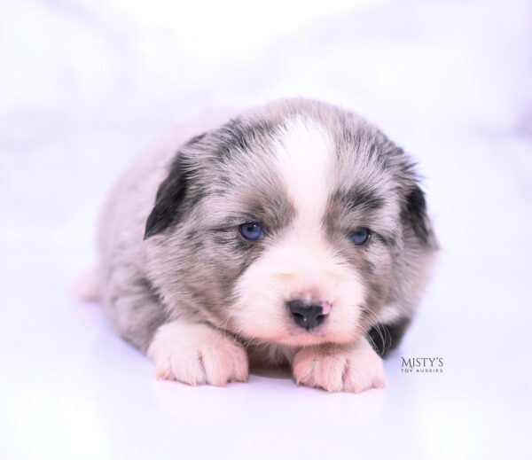 Mini / Toy Australian Shepherd Puppy Sassa