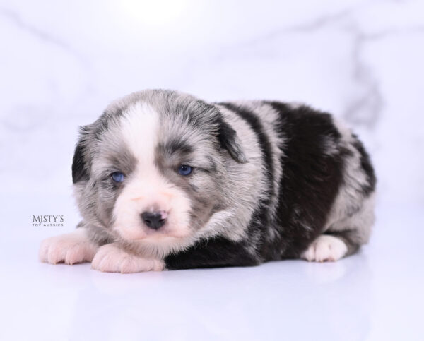 Mini / Toy Australian Shepherd Puppy Sassa